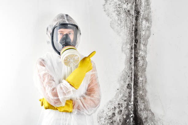 Best Black Mold Removal  in Osceola Mills, PA