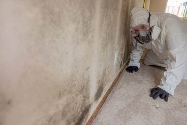 Why You Should Choose Our Mold Remediation Services in Osceola Mills, PA